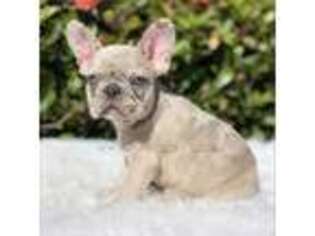 French Bulldog Puppy for sale in Pembroke Pines, FL, USA