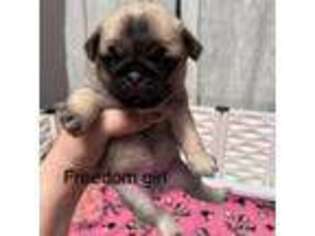 Pug Puppy for sale in Vader, WA, USA