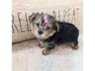 Yorkshire Terrier Puppy for sale in Estero, FL, USA