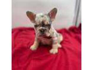 French Bulldog Puppy for sale in Surprise, AZ, USA