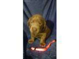 Labrador Retriever Puppy for sale in Upper Sandusky, OH, USA