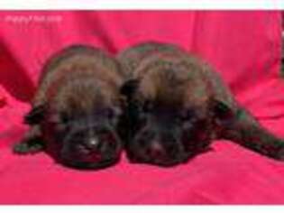 Belgian Malinois Puppy for sale in Poplarville, MS, USA