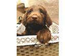 Labradoodle Puppy for sale in Eureka, IL, USA