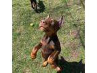 Doberman Pinscher Puppy for sale in Winthrop Harbor, IL, USA