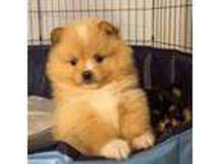 Pomeranian Puppy for sale in Statesville, NC, USA