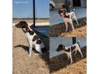 German Shorthaired Pointer Puppy for sale in Lometa, TX, USA