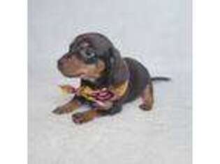 Dachshund Puppy for sale in Arlington Heights, IL, USA