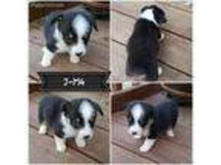 Pembroke Welsh Corgi Puppy for sale in Huntsville, TX, USA