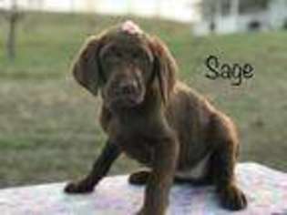Labradoodle Puppy for sale in Lebanon, MO, USA