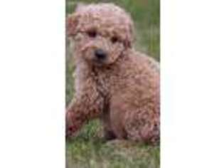 Goldendoodle Puppy for sale in Crawfordsville, IN, USA