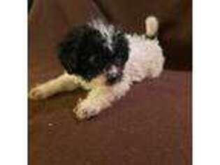 Shih-Poo Puppy for sale in Chevy Chase, MD, USA