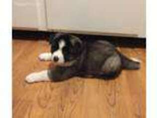 Akita Puppy for sale in Merrillville, IN, USA