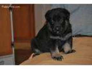 German Shepherd Dog Puppy for sale in Simpson, IL, USA