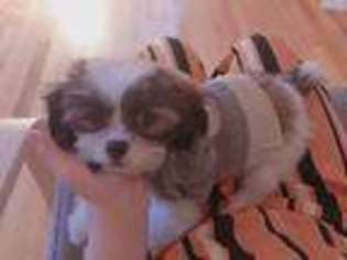 Shinese Puppy for sale in Burbank, CA, USA