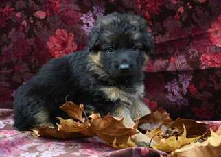 German Shepherd Dog Puppy for sale in Columbus, IN, USA