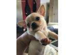 Chihuahua Puppy for sale in Rock Hill, SC, USA