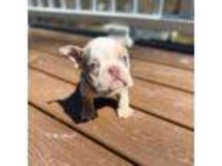 Bulldog Puppy for sale in Brewster, NY, USA