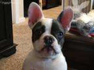 French Bulldog Puppy for sale in Baldwin City, KS, USA