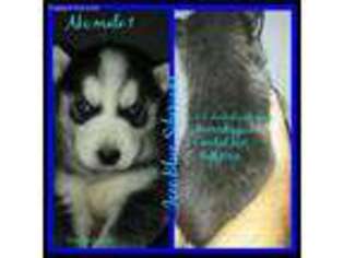 Siberian Husky Puppy for sale in Wapakoneta, OH, USA