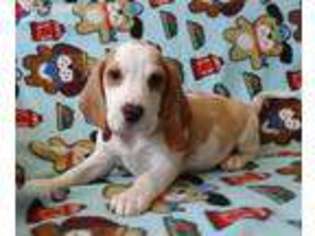 Beagle Puppy for sale in Riverside, CA, USA