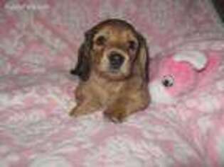 Dachshund Puppy for sale in Salinas, CA, USA