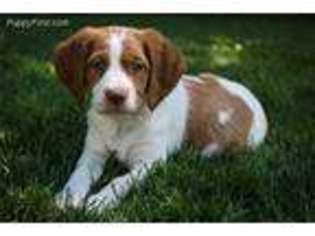 Brittany Puppy for sale in Grand Junction, CO, USA
