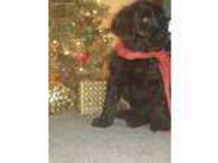 Labradoodle Puppy for sale in Alton, MO, USA