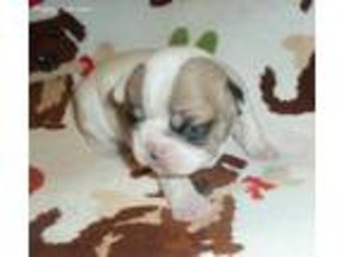 French Bulldog Puppy for sale in Flora, MS, USA