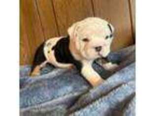 Bulldog Puppy for sale in Armagh, PA, USA