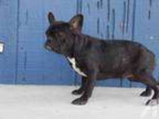 French Bulldog Puppy for sale in GLENDORA, CA, USA