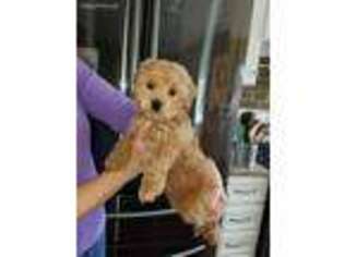 Cock-A-Poo Puppy for sale in Massapequa, NY, USA