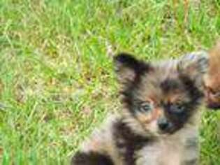 Pomeranian Puppy for sale in Vandalia, IL, USA