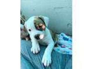 American Bulldog Puppy for sale in Maricopa, AZ, USA
