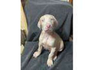 Doberman Pinscher Puppy for sale in Wauseon, OH, USA