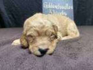 Goldendoodle Puppy for sale in Waynesville, OH, USA