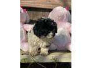 Havanese Puppy for sale in Clinton, AR, USA