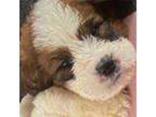 Saint Bernard Puppy for sale in Batavia, OH, USA