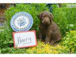 Labradoodle Puppy for sale in Eau Claire, WI, USA