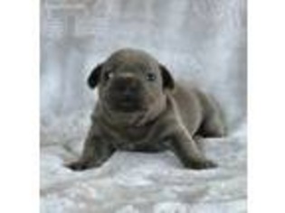 French Bulldog Puppy for sale in Harriman, TN, USA