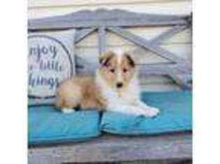 Collie Puppy for sale in Nunn, CO, USA