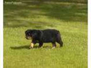 Rottweiler Puppy for sale in Roland, AR, USA