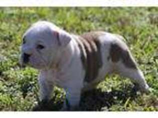 Bulldog Puppy for sale in Kyle, TX, USA