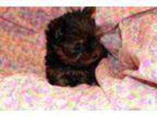 Yorkshire Terrier Puppy for sale in GILBERTS, IL, USA