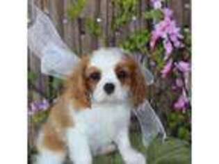 Cavalier King Charles Spaniel Puppy for sale in Pittsburg, OK, USA