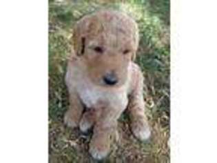 Goldendoodle Puppy for sale in Montrose, CO, USA