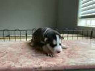 Siberian Husky Puppy for sale in Bennett, CO, USA