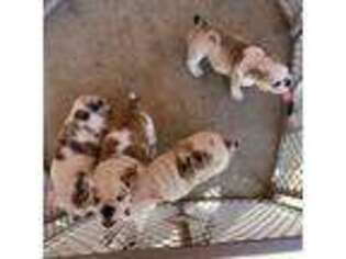 Bulldog Puppy for sale in Lemoore, CA, USA