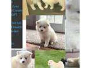 Pomeranian Puppy for sale in Effingham, IL, USA