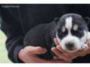Siberian Husky Puppy for sale in Mancelona, MI, USA