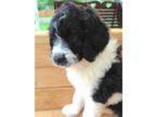 Saint Berdoodle Puppy for sale in East Liverpool, OH, USA